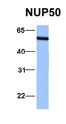 NUP50 antibody