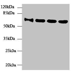 NUP58 antibody