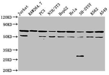 NUP62 Antibody