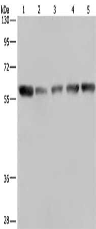 NUP62 antibody