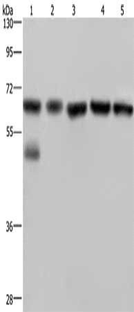 NUP62 antibody