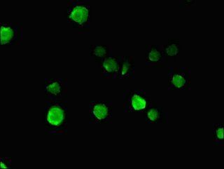 NUP85 Antibody