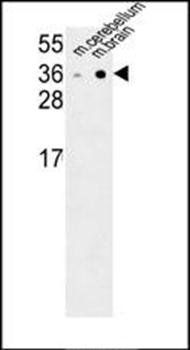 NXPH1 antibody