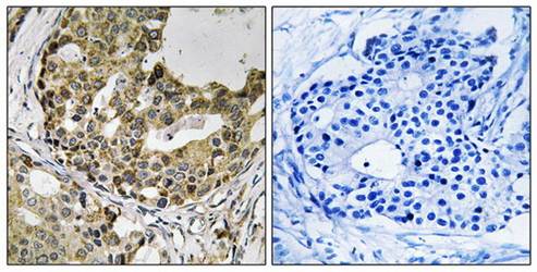 NXPH1 antibody