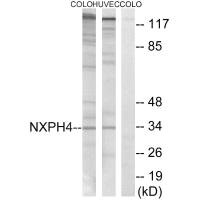 NXPH4 antibody
