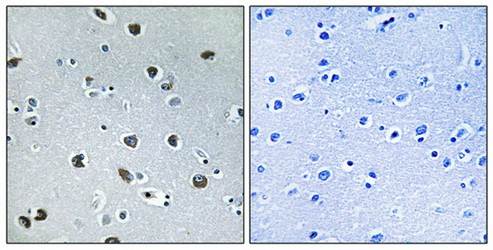 NXPH4 Antibody