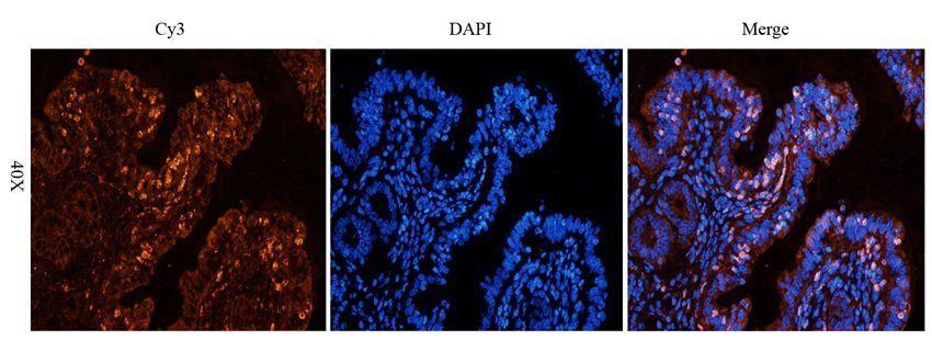 NXT2 antibody