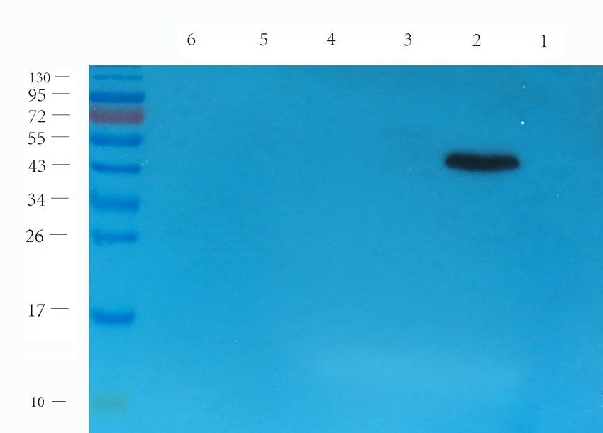 NXT2 antibody