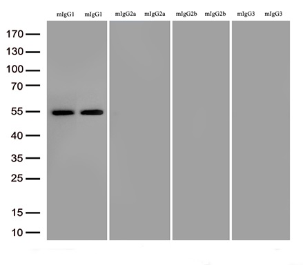 NY-ESO-1 Antibody