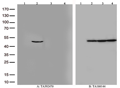 CTAG1B Antibody