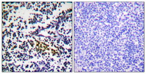 NYREN18 Antibody