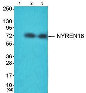 NYREN18 antibody
