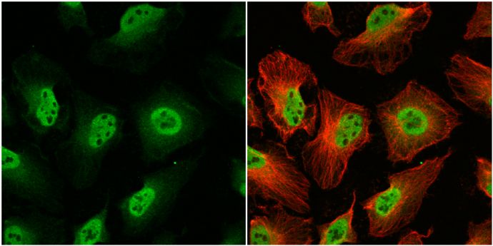 O-linked N-acetylglucosamine (GlcNAc) transferase Antibody