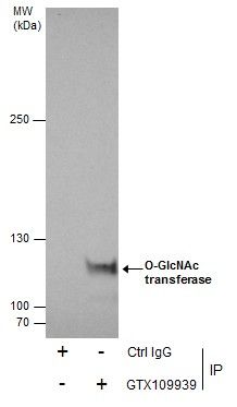 O-linked N-acetylglucosamine (GlcNAc) transferase Antibody