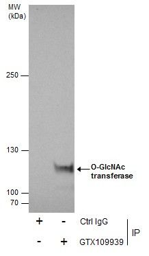 O-GlcNAc transferase antibody