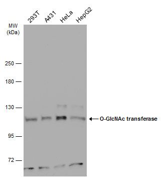 O-GlcNAc transferase antibody