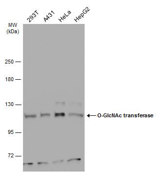 O-linked N-acetylglucosamine (GlcNAc) transferase Antibody