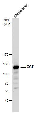 O-linked N-acetylglucosamine (GlcNAc) transferase Antibody