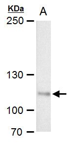O-GlcNAc transferase antibody