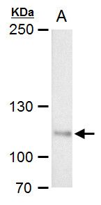 O-linked N-acetylglucosamine (GlcNAc) transferase Antibody