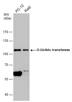 O-GlcNAc transferase antibody [N1N2], N-term