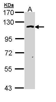 O-GlcNAc transferase antibody [N1N2], N-term