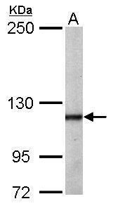 O-GlcNAc transferase antibody [N1N2], N-term