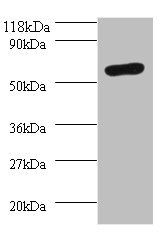 O-phosphoseryl-tRNA(Sec) selenium transferase antibody