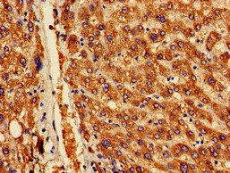 OAS1 Antibody
