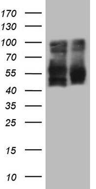 OAS2 Antibody