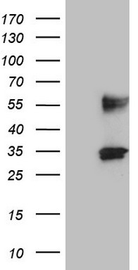 OAS2 Antibody