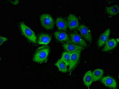 OAS3 Antibody