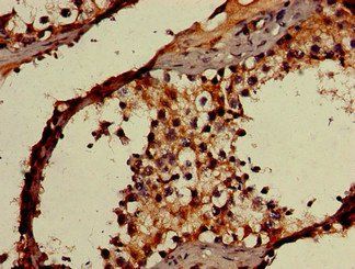 OAS3 Antibody
