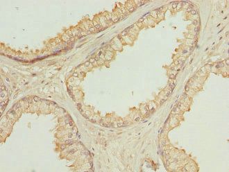 OAZ1 Antibody