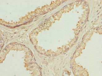 OAZ1 antibody