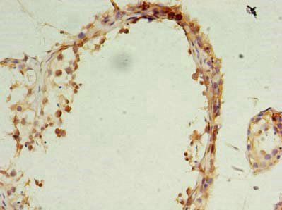 OCIAD1 antibody