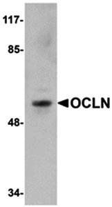 OCLN Antibody