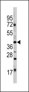 OCT3/4 antibody