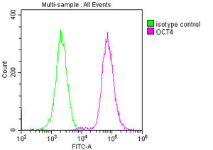 OCT4 Monoclonal Antibody