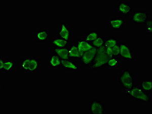 OCT4 Monoclonal Antibody