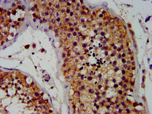 OCT4 Monoclonal Antibody
