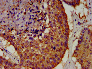 OCT4 Monoclonal Antibody