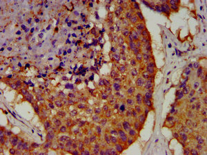 OCT4 antibody