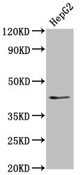 OCT4 antibody