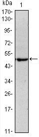 04-Oct Antibody