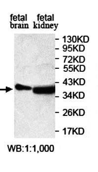 POU5F1 Rabbit Polyclonal Antibody