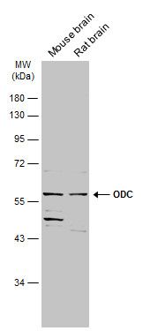 ODC antibody