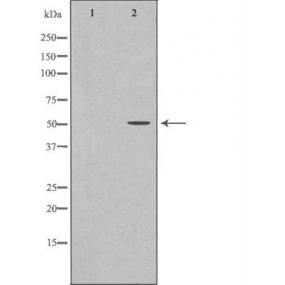 ODC1 Antibody