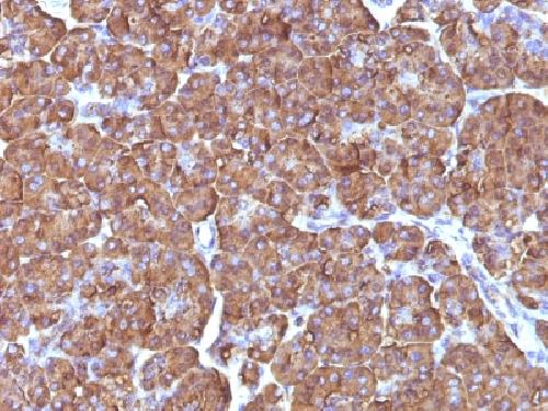 Ornithine Decarboxylase-1 (ODC-1) Antibody