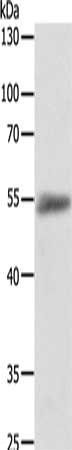 ODC1 antibody